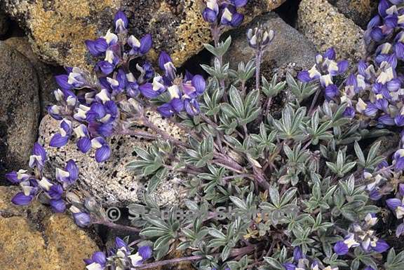 lupinus lepidus var lobbii 1 graphic